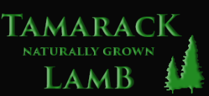 Tamarack Lamb